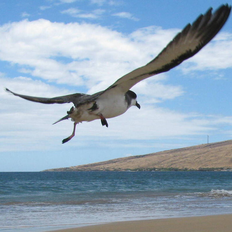 hape-in-flight hape-in-flight